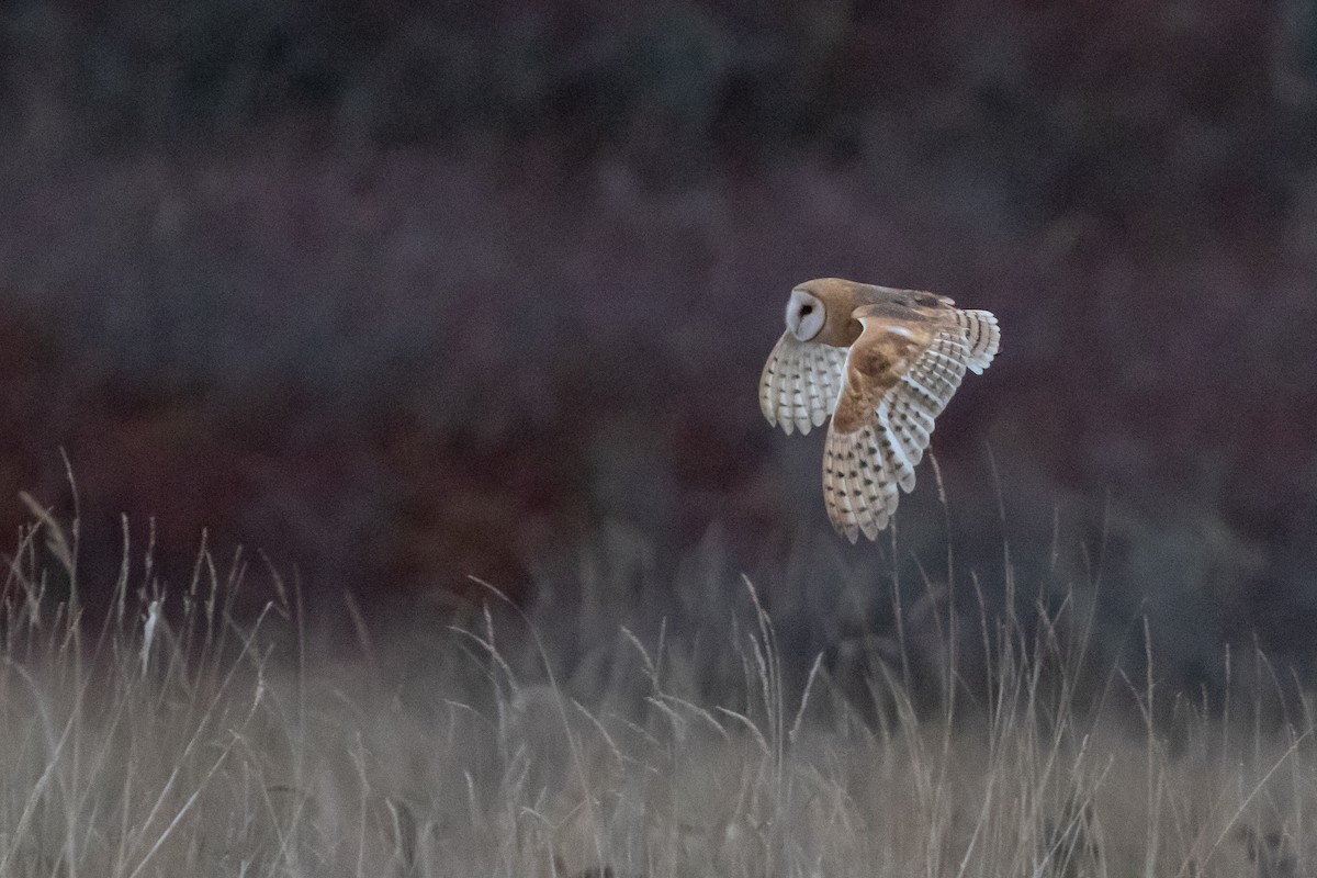 American Barn Owl - ML191212541