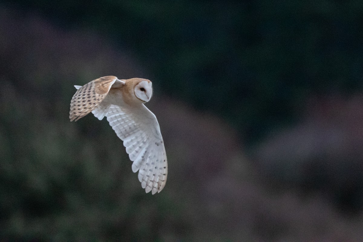 American Barn Owl - ML191212591