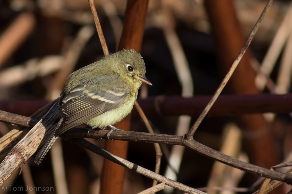 Western Flycatcher (Pacific-slope) - ML191215271