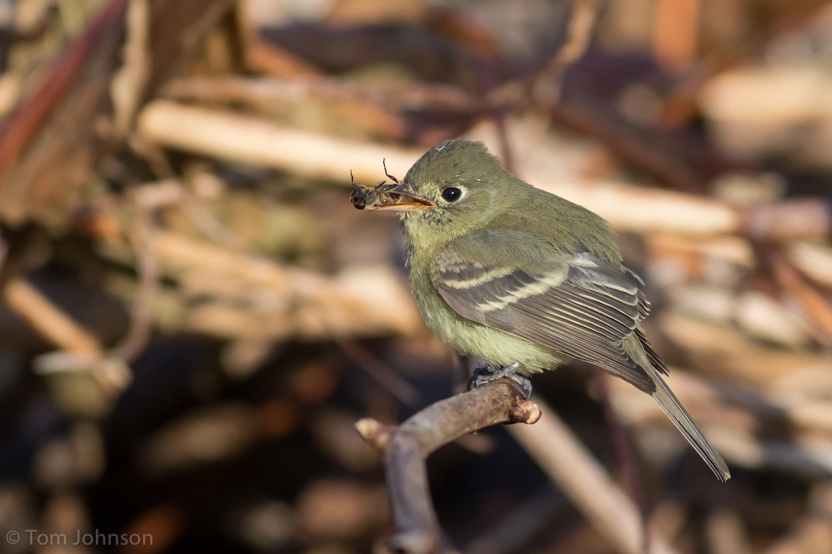 Western Flycatcher (Pacific-slope) - ML191215281