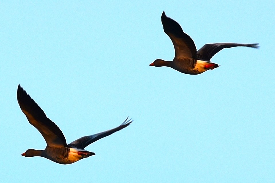 Graylag Goose - ML191215981