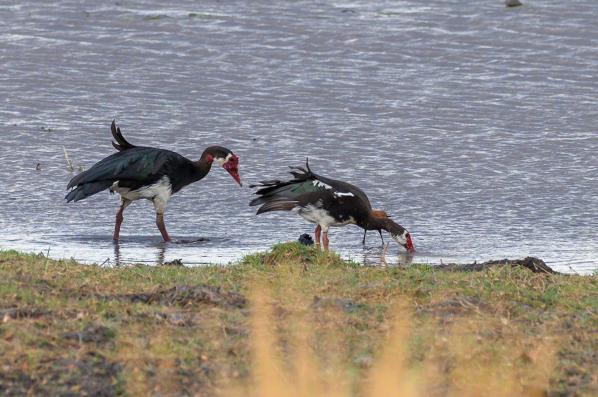 Spur-winged Goose - ML191217371