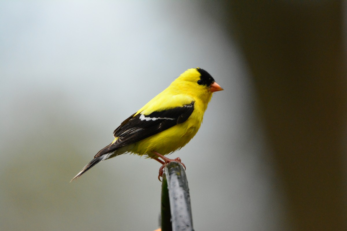 American Goldfinch - ML191217591