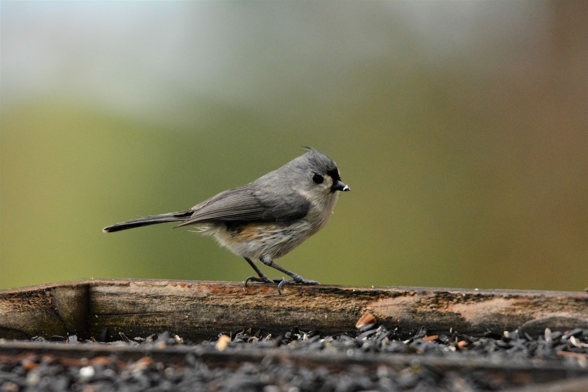 Tufted Titmouse - ML191217861