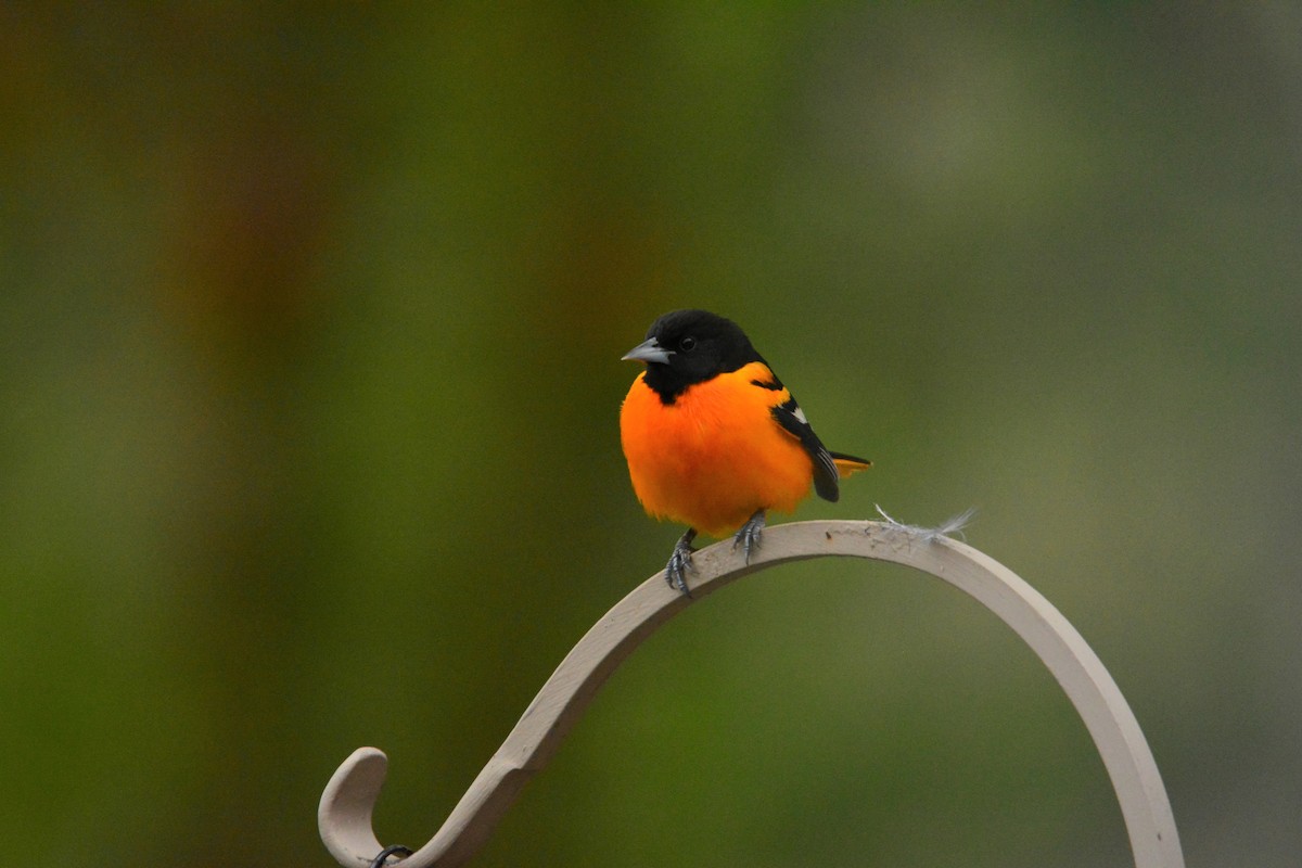 Baltimore Oriole - ML191217961