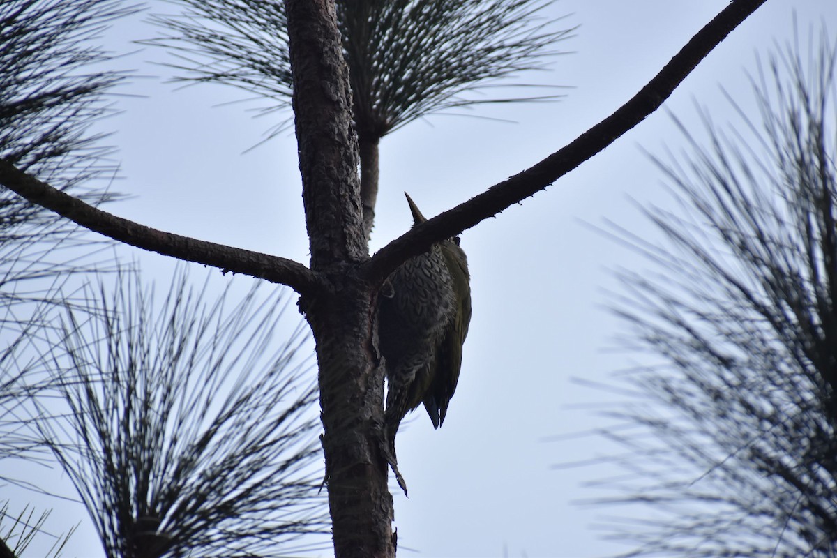 Gray-headed Woodpecker - ML191218171