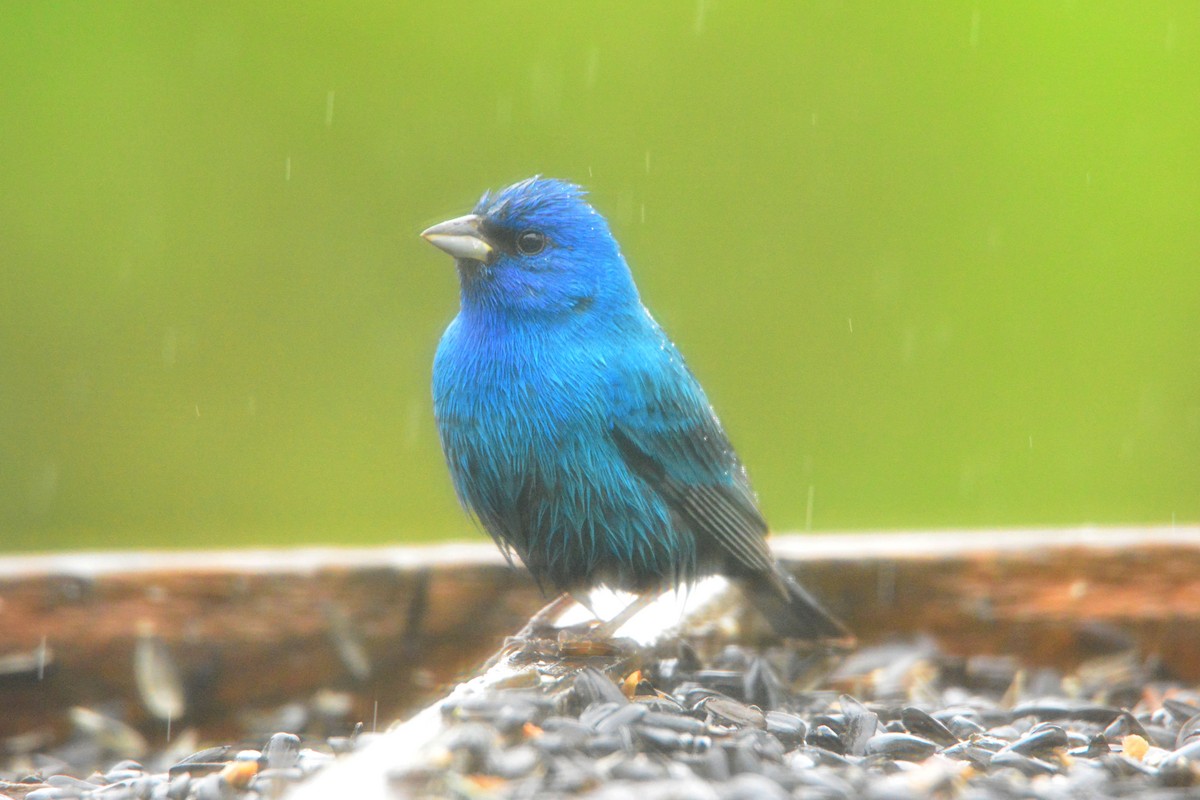 Indigo Bunting - ML191218351