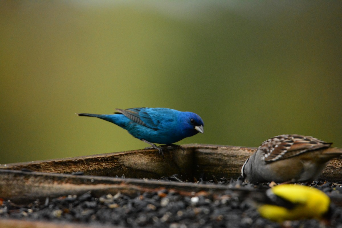 Indigo Bunting - ML191218411