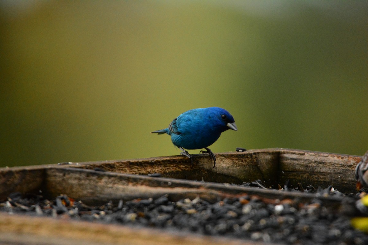 Indigo Bunting - ML191218431