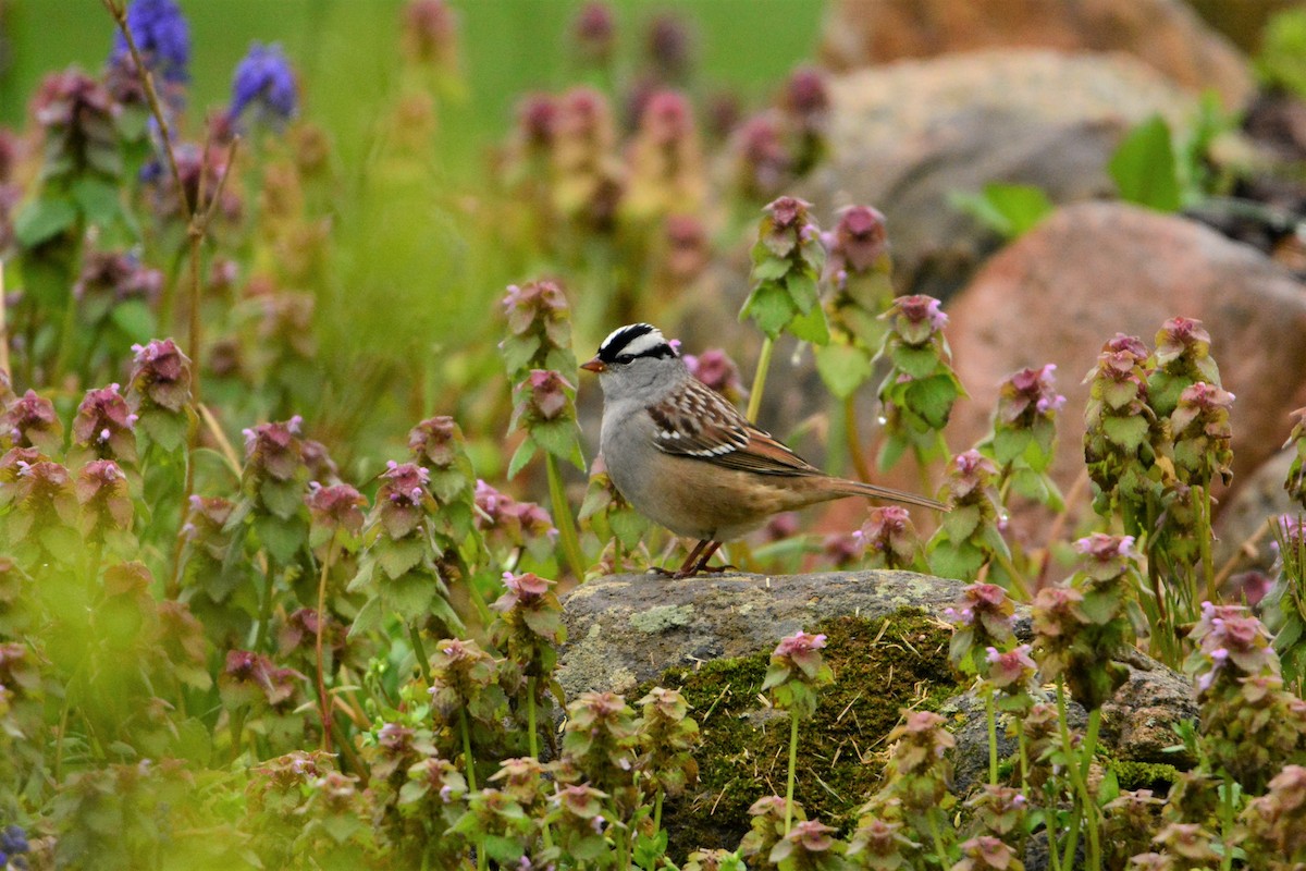 White-crowned Sparrow - ML191218741