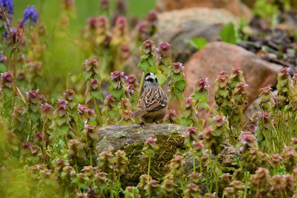 White-crowned Sparrow - ML191218751