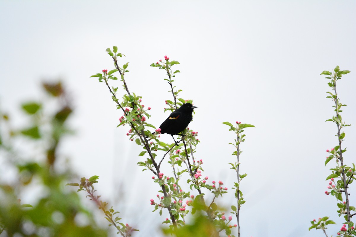 Red-winged Blackbird - ML191218871