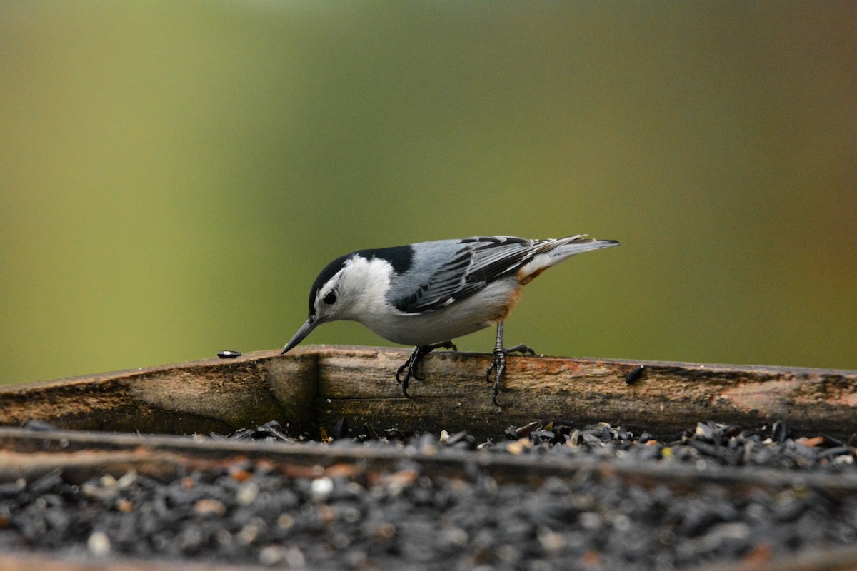 White-breasted Nuthatch - ML191219021