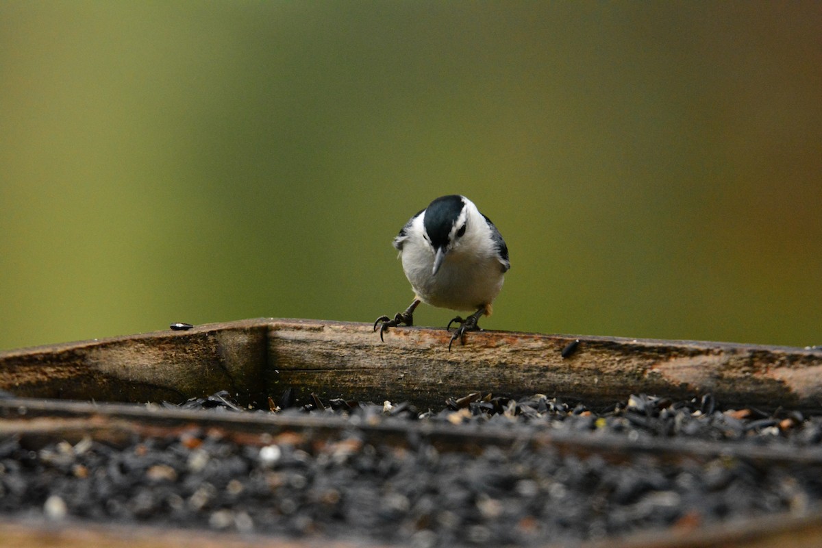 White-breasted Nuthatch - ML191219031