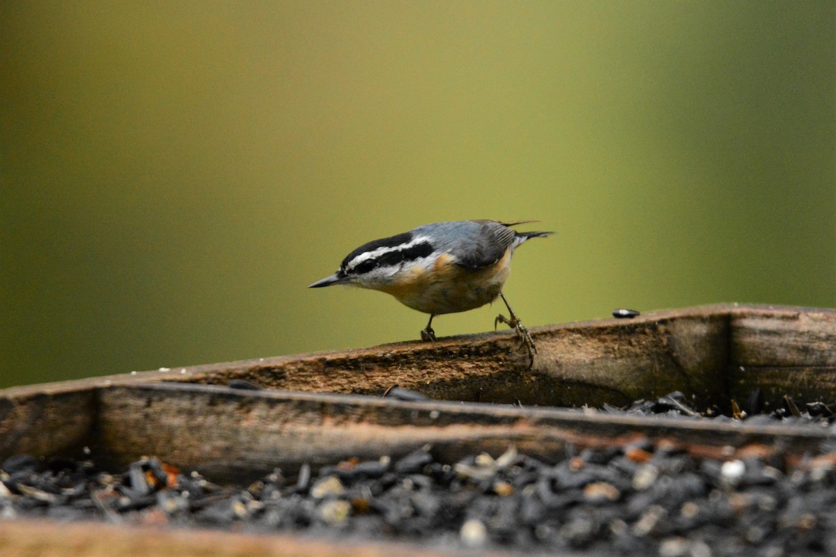 Red-breasted Nuthatch - ML191219291