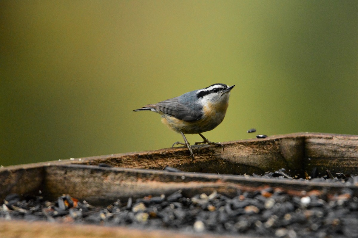 Red-breasted Nuthatch - ML191219301