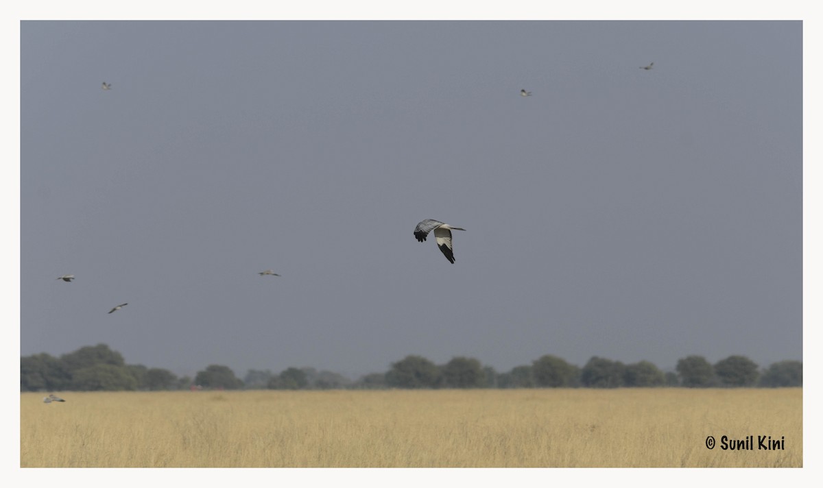 Hen Harrier - Sunil Kini