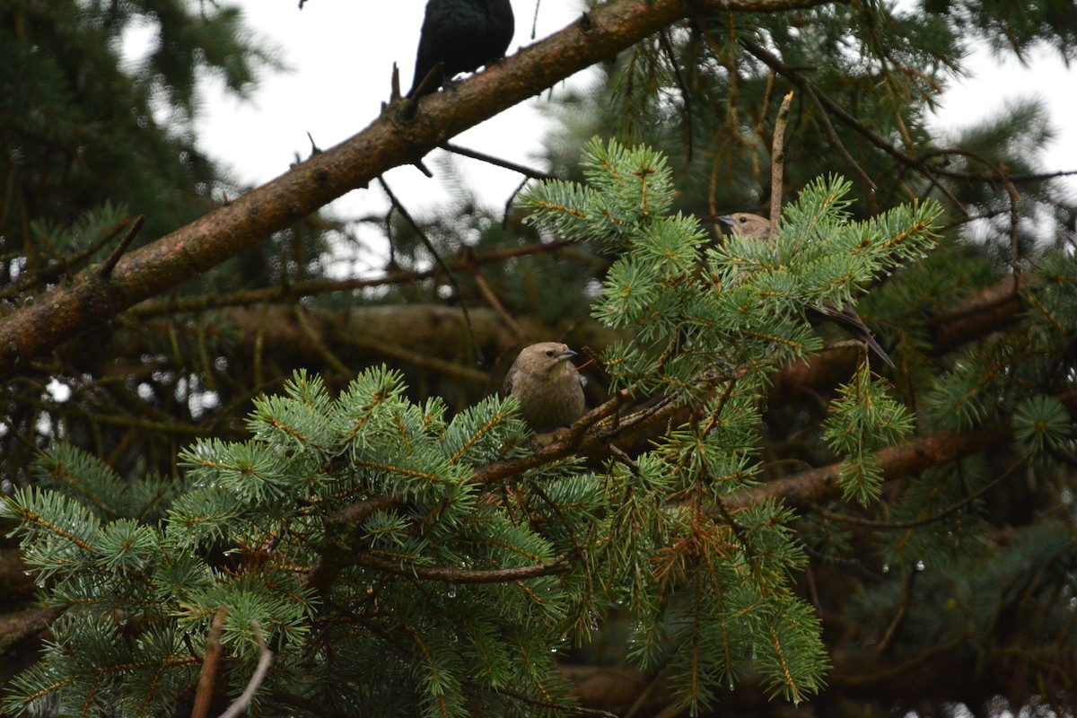 Brown-headed Cowbird - ML191219681