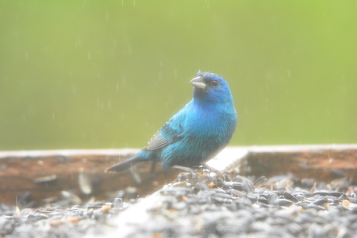 Indigo Bunting - ML191220251