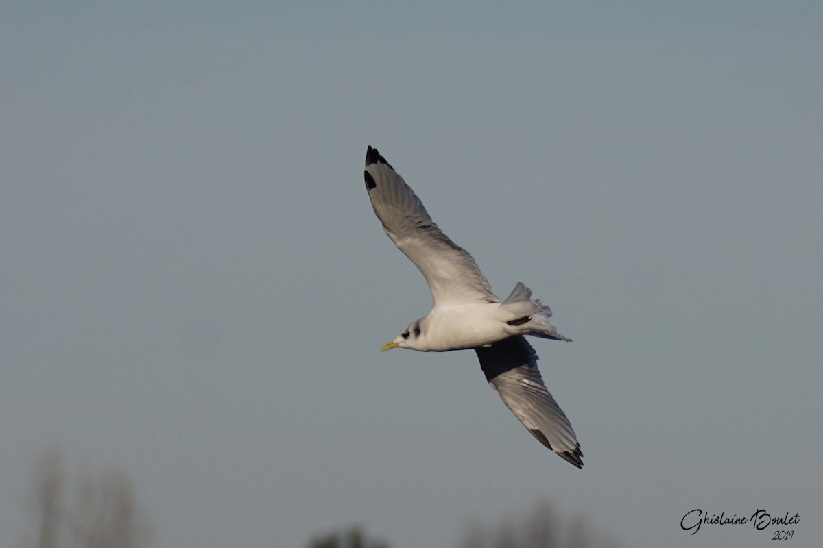 Mouette tridactyle - ML191221711