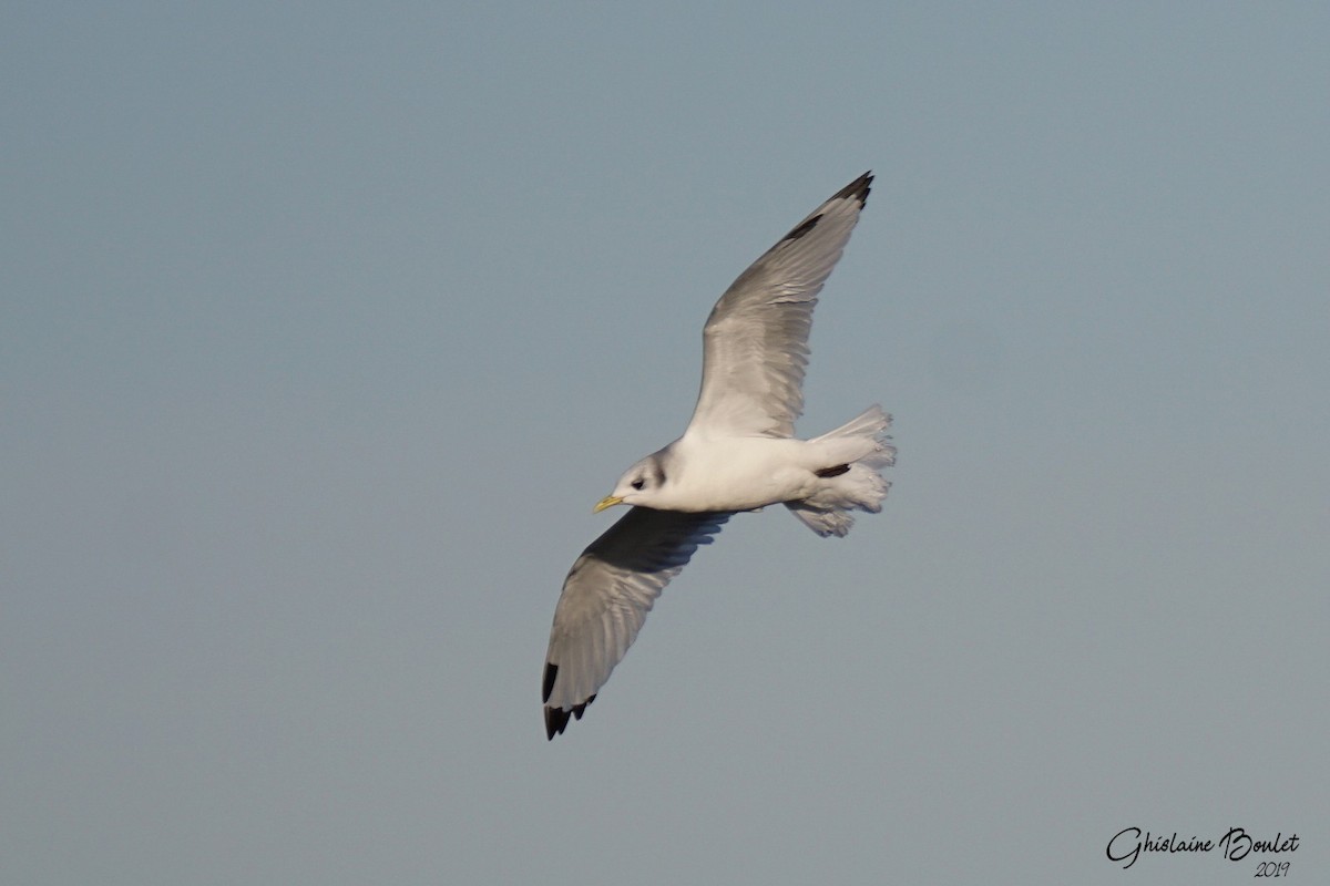 Mouette tridactyle - ML191221721