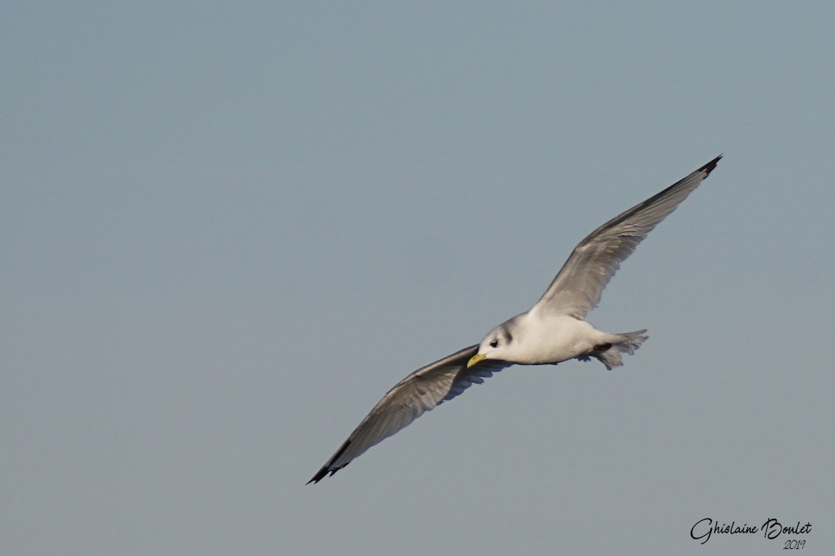 Mouette tridactyle - ML191221731