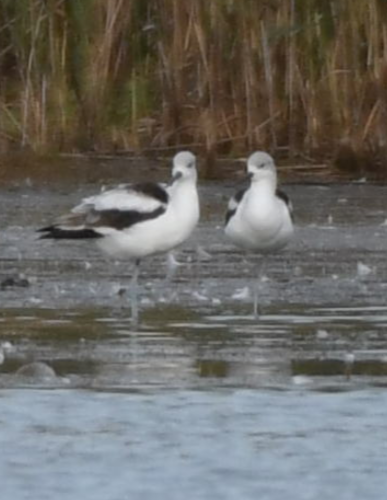 American Avocet - ML191221991