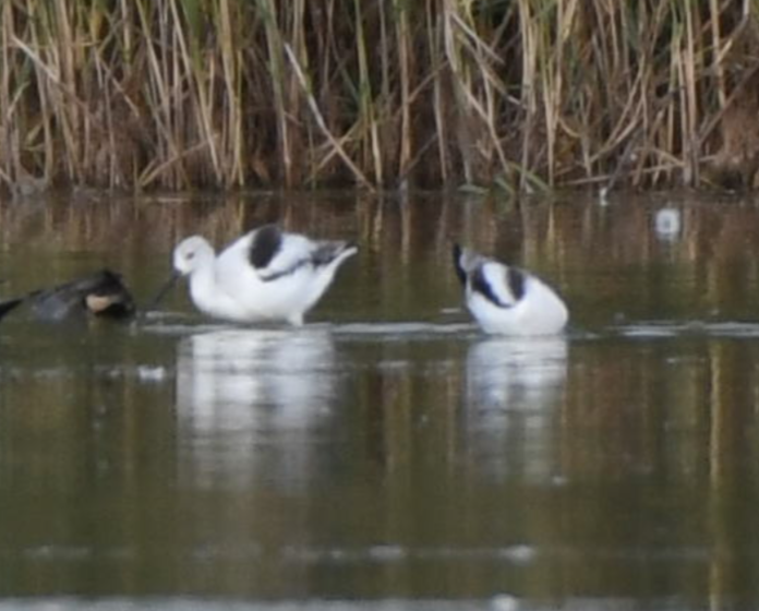 American Avocet - ML191222011