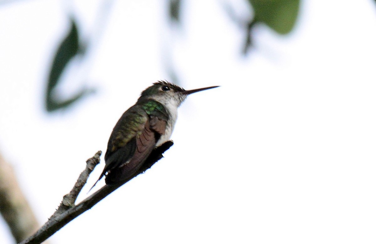 White-bellied Emerald - ML191222141