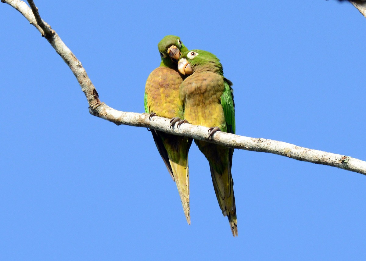 Olive-throated Parakeet (Aztec) - ML191222221
