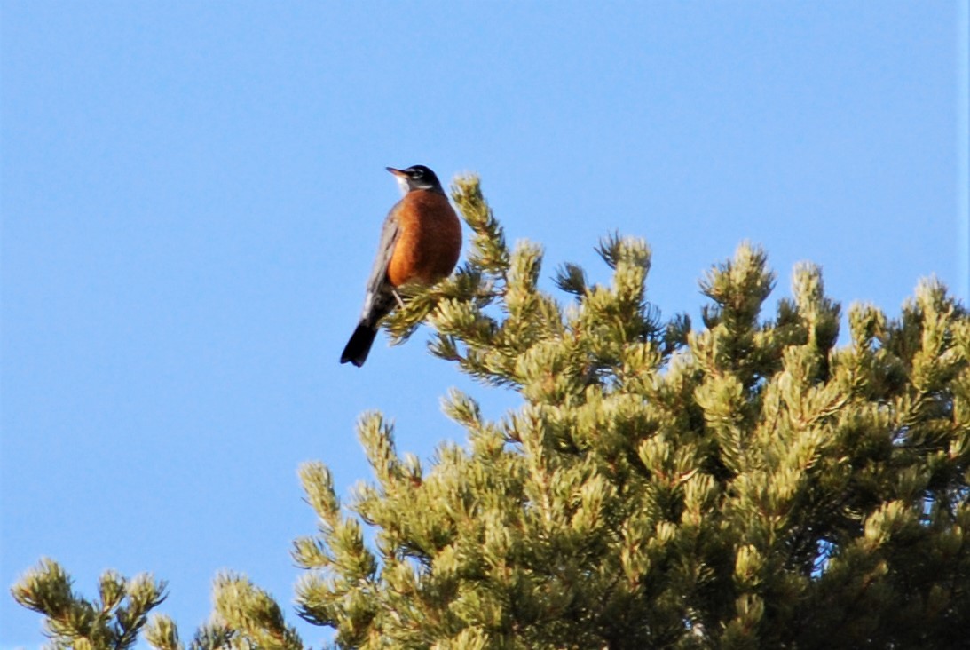 American Robin - ML191222731