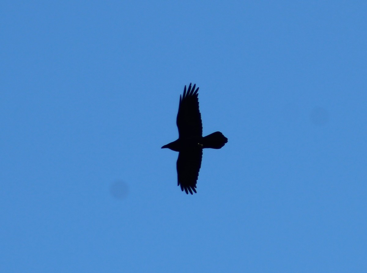 Common Raven - E R