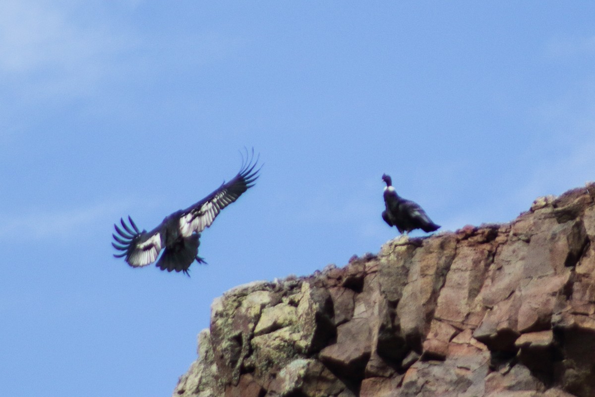 Andean Condor - ML191225161