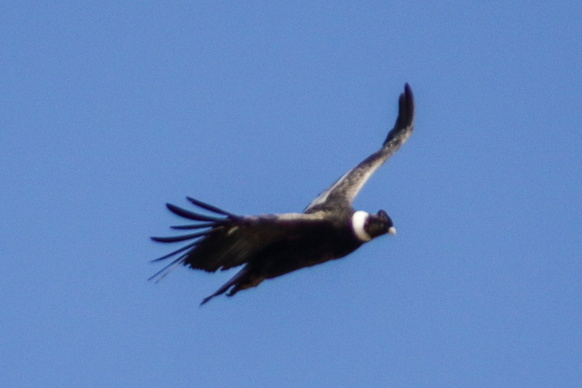 Andean Condor - ML191225171