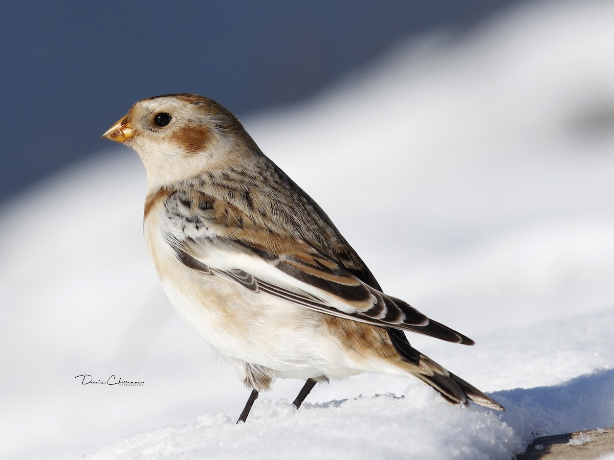 Snow Bunting - ML191225691