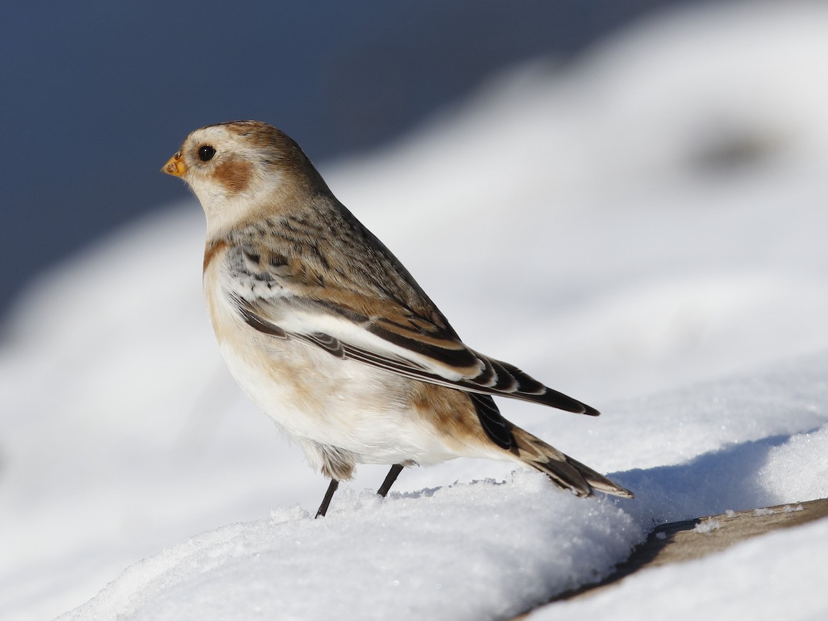 Snow Bunting - ML191225701