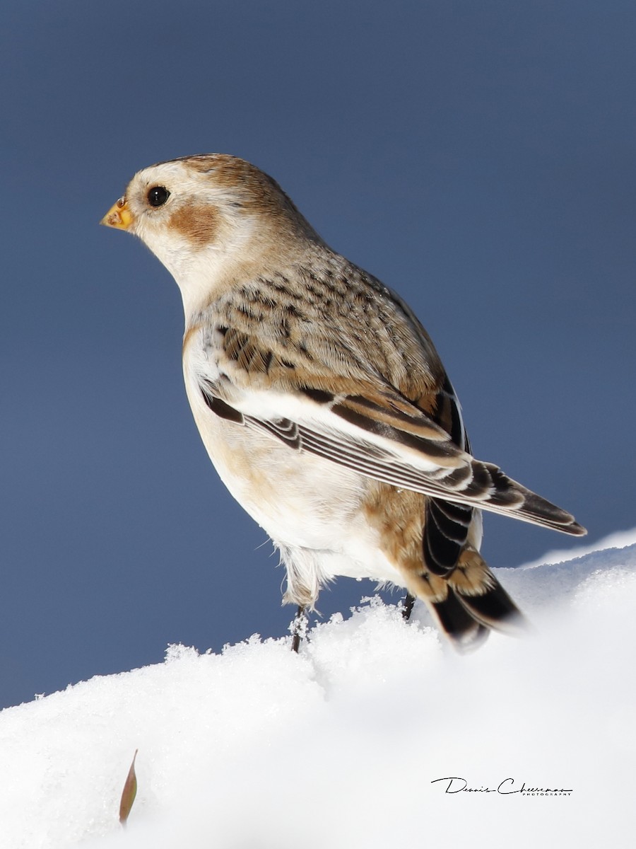 Snow Bunting - ML191225711
