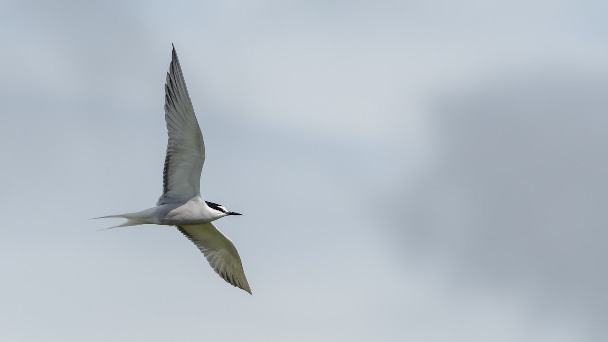 Aleutian Tern - Bryan Calk