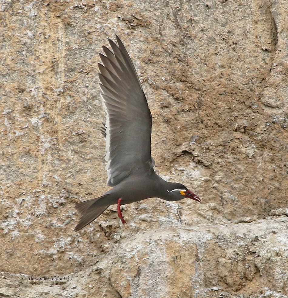 Inca Tern - ML191228121