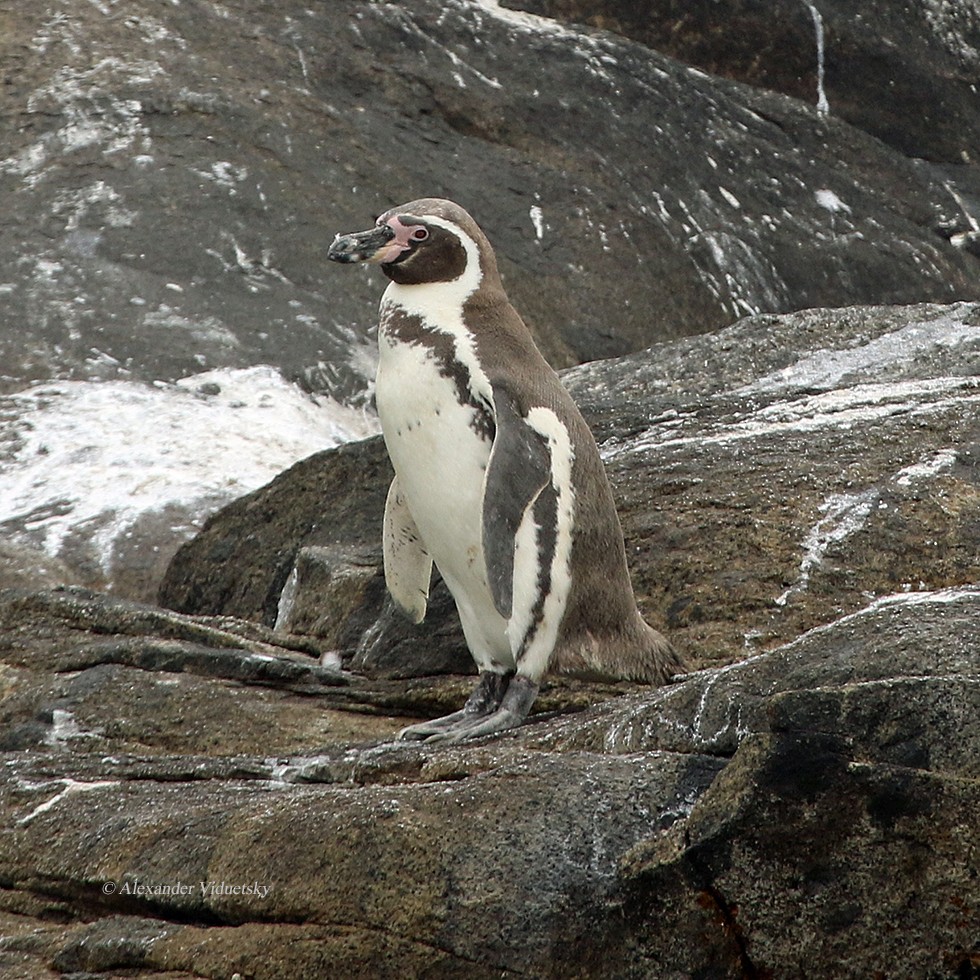 Humboldt Penguin - ML191228151