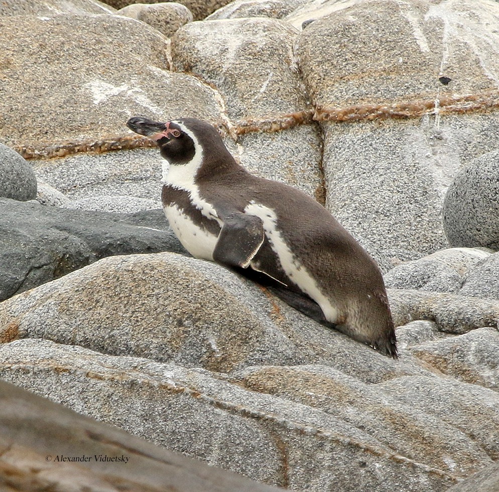 Humboldt Penguin - ML191228171