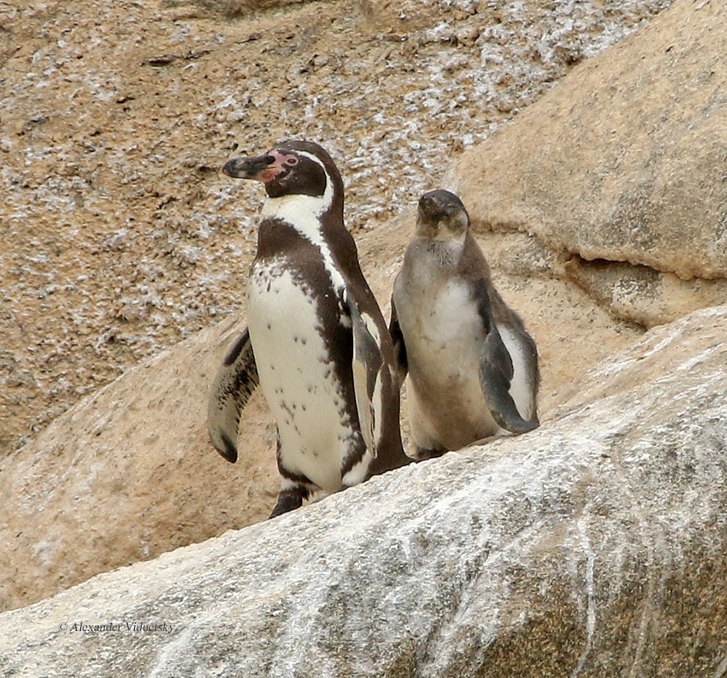 Humboldt Penguin - ML191228181