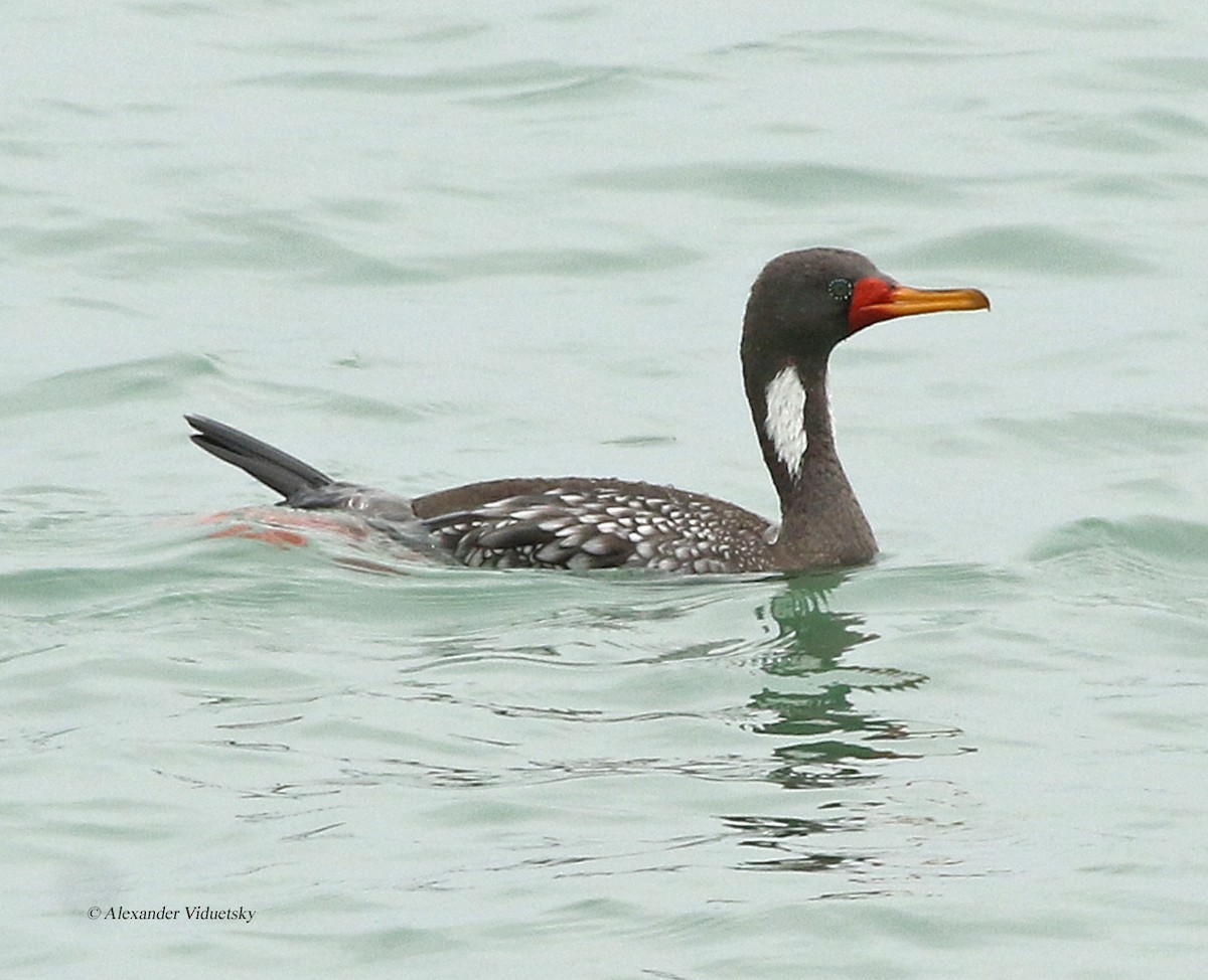 Red-legged Cormorant - ML191228261