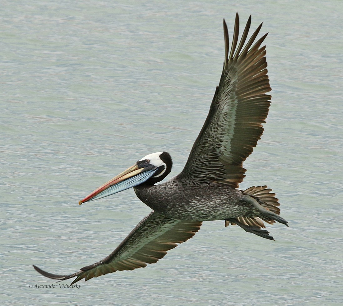 Peruvian Pelican - ML191228291