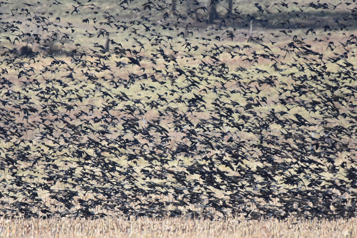 Red-winged Blackbird - Pete Monacell