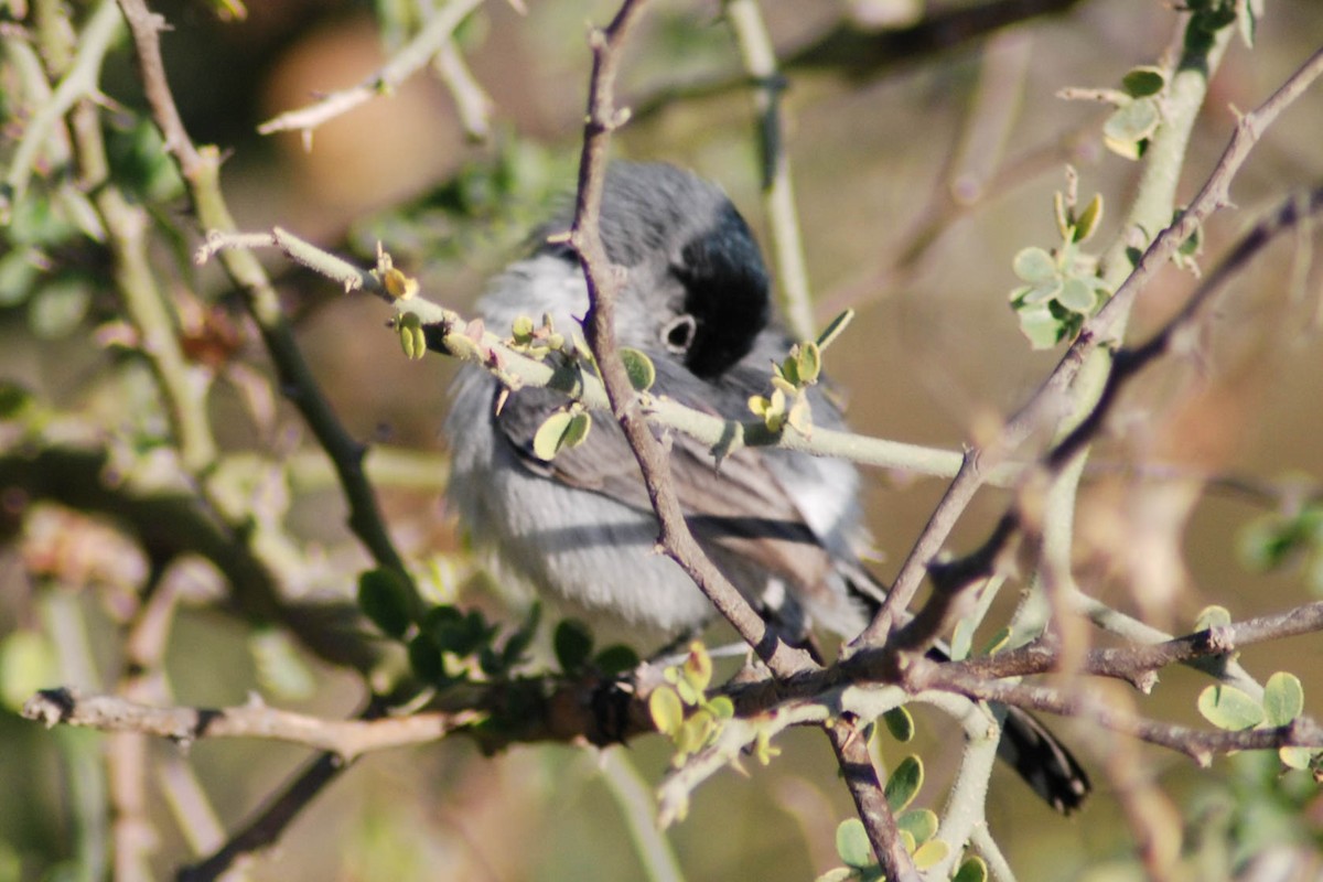 California Gnatcatcher - ML191230071