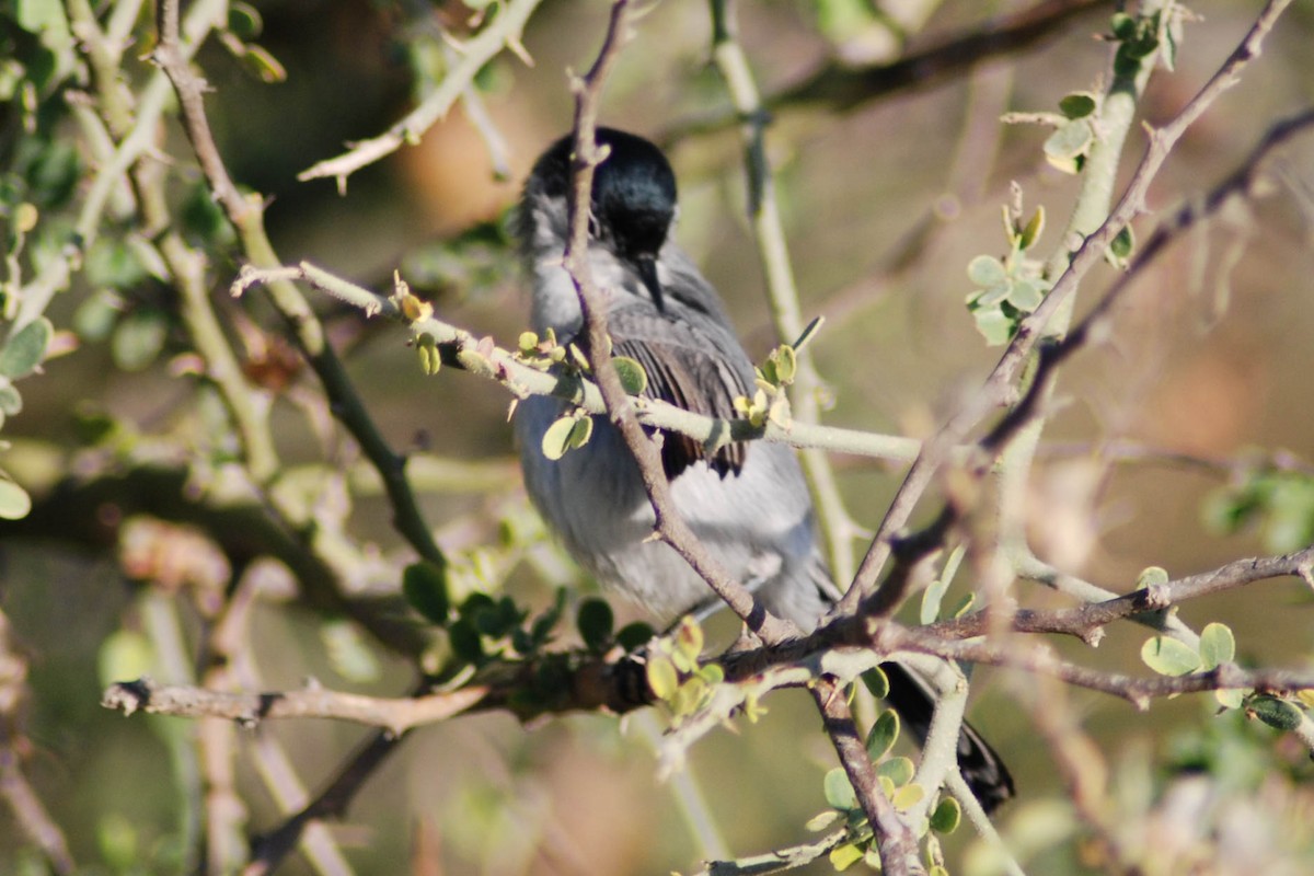 California Gnatcatcher - ML191230081