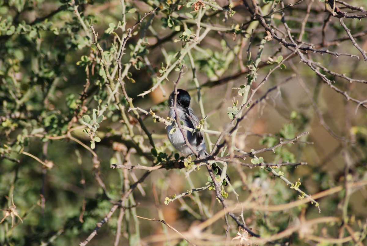 California Gnatcatcher - ML191230101