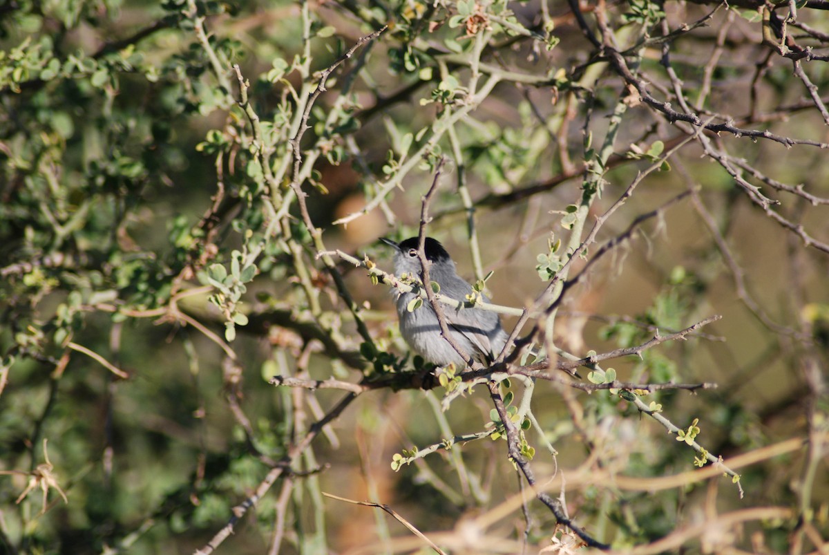 California Gnatcatcher - ML191230121