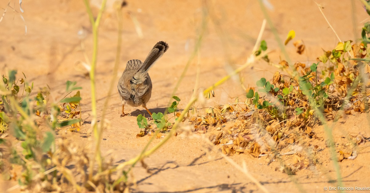 Scrub Warbler - ML191230211